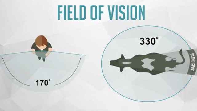 <p>They can see all around except for a blind spot behind themselves.</p>
