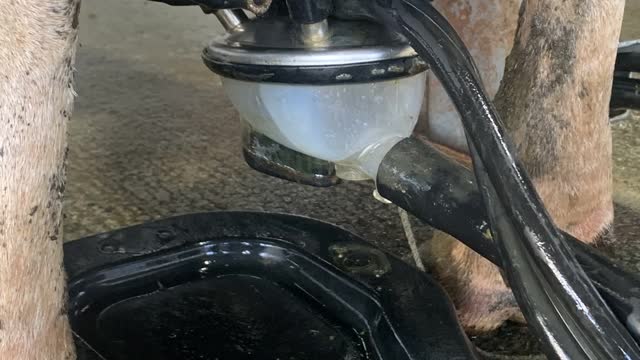 <p>Don’t overmilk cows. This leads to teat damage.</p>