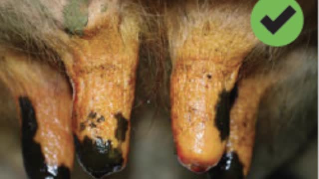 <p>Ensure teat spray is applied correctly.</p>
