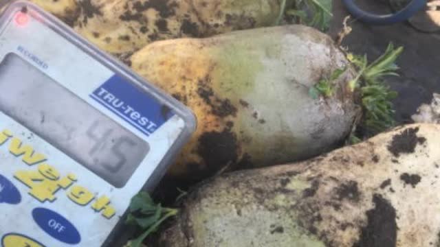 <p>Remove leaf and weigh.</p>