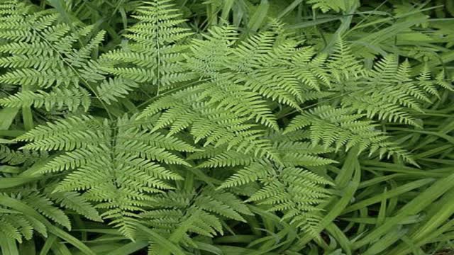 <p>Needs exposure to bracken fern for 2 plus weeks to see clinical signs.
Symptoms depend on how long exposure is for and how much is eaten.</p>