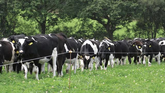 <p>Break fencing is using electric fences to cut up an area of feed.
This could be a crop or a grass paddock.</p>