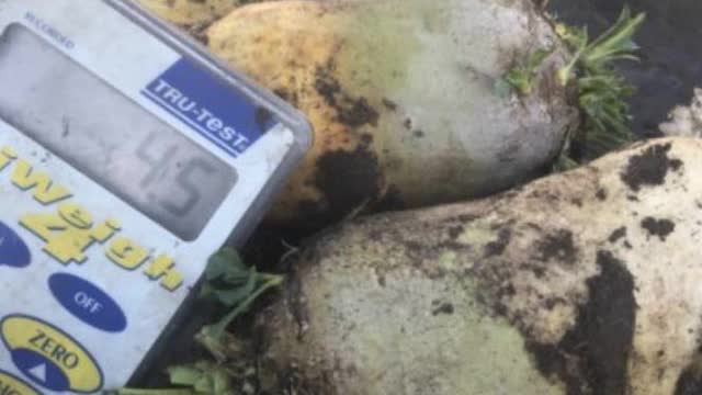 <p>Remove leaf and weigh.</p>