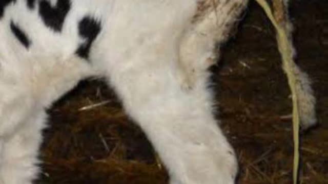 <p>NEVER send scouring calves.</p>
