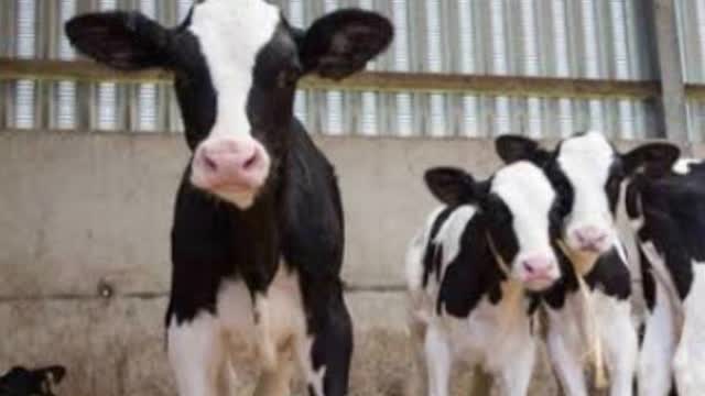 <p>Calves need to be bright and alert.</p>