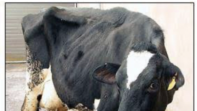 <p>Clinical cases are slab sided due to not eating along with a massive drop in milk production.</p>