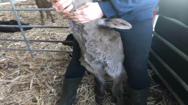 <p>Hold the calf in the corner of a pen like this.</p>