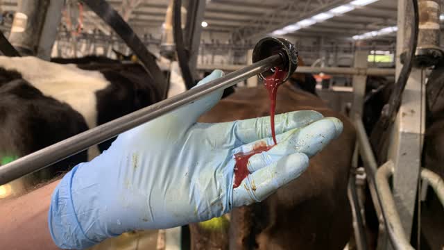 <p>remove and examine the discharge.</p>