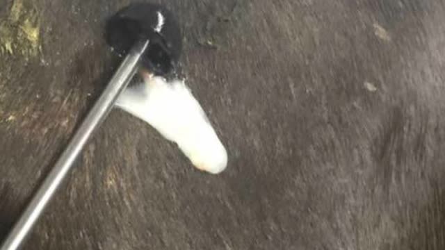 <p>Dirty with pus and needs metricured.</p>