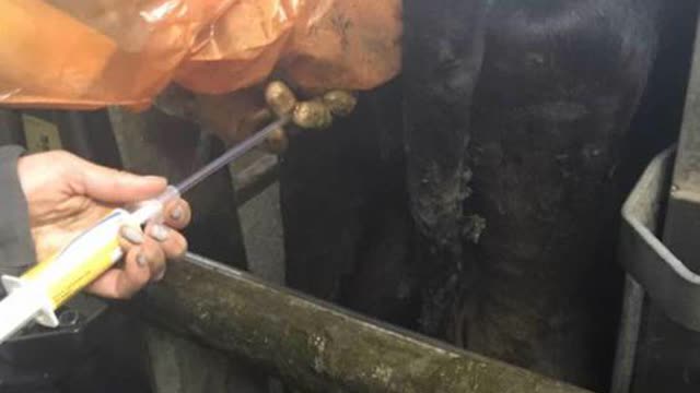 <p>Dirty cows need metricure. Insert the pipette through the cervix and empty the content of the syringe through it.
Recheck in a week.</p>