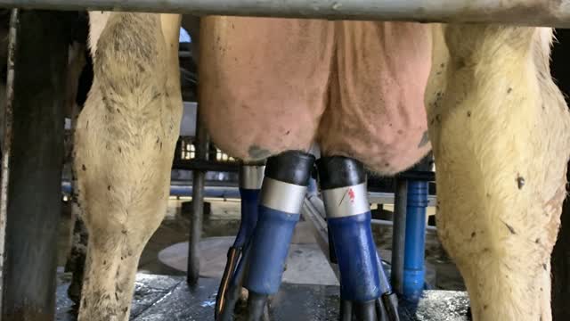 <p>This cow is either finished milking or very close to it.</p>