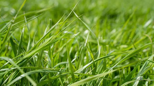 <p>The below is for grazing systems. ( TMR can achieve 4% intake )</p>