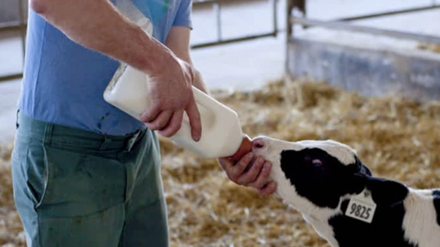 <p>They also need a 1L feed of milk in the middle of the day as there is no energy in electrolytes and their body reserves deplete quickly. They can return to normal feeding on day 3.</p>