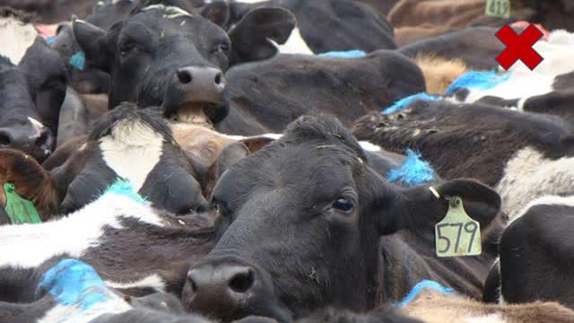 <p>If you see heads up, this is an indication that the cows are packed too tightly in the yard.</p>
<p>This will lead to stress, bullying and injury.</p>