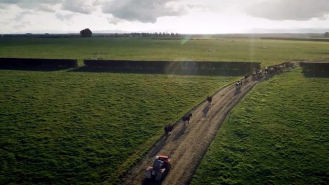 <p>Give the cows space and let them move at their own pace so they can place their feet safely.</p>