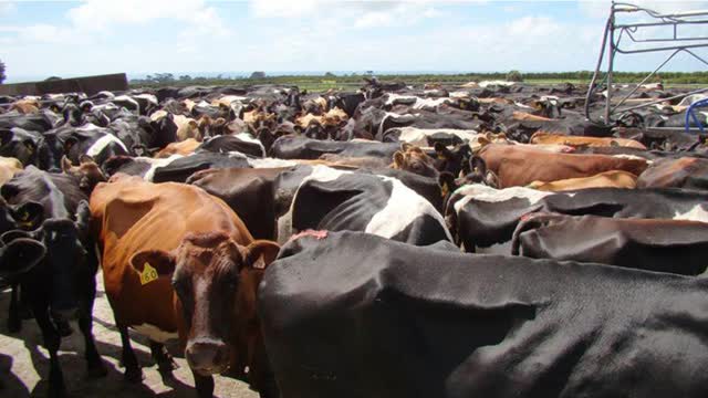 <p>Let cows have a comfortable amount of space in the yard so they can move into their milking order.</p>
<p>That's around 1.5 m2 for Friesians and 1.2 m2 for Jersey cows.</p>