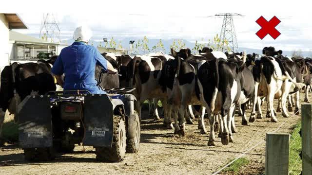 <p>This farmer is too close and pressuring the cows to walk faster.</p>
<p>Some heads are up and they can't see where to place their feet.</p>