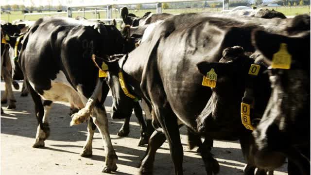 <p>For more information on moving cows <a href="https://www.dairynz.co.nz/milking/dairy-stockmanship/moving-cattle/">click here</a></p>
<p>To watch a video on improving cow flow <a href="https://www.youtube.com/watch?v=XUnzfH9JpPM">click here</a> (13.01 mins)</p>