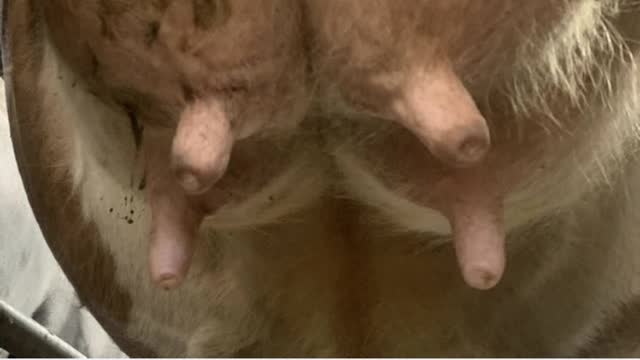<p>Ensure you check all four quarters even if you find mastitis in one quarter.</p>