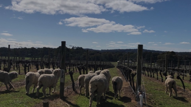 <p><strong>Animals &amp; Wildlife</strong></p><p>Animals, kangaroos, sheep, wombats and other wildlife are present in our vineyards. To stay safe:</p><ul><li><p>Always keep a safe distance from them.</p></li><li><p>Never walk through the vineyard alone when it is dark.</p></li></ul><p></p>