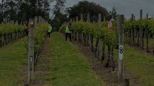 <p><strong>Pedestrian Safety</strong></p><p>Always wear high-visibility clothing or a vest when walking around the vineyard. This helps machinery and vehicle operators see you. Please also be aware of uneven ground and watch your step to avoid trips and falls.</p>