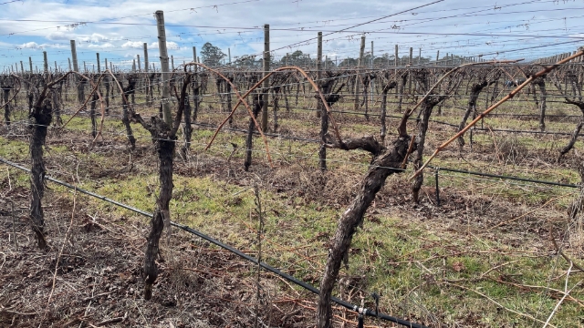 <p><strong>Pruning</strong></p><p>This task involves cutting off wood from the vine so the vine can grow better next year.</p><p>Before pruning, ensure you:</p><ol><li><p><strong>Wear PPE:</strong> long sleeves, long pants, gloves suitable for pruning, safety glasses (canes can whip back), boots.</p></li><li><p><strong>Use tools safely:</strong> use sharp secateurs, cut away from your body – not towards yourself, keep fingers clear of cutting edges</p></li><li><p><strong>Protect your body: </strong>take a break to stretch or change posture regularly, don’t over-reach – take a step closer.</p></li><li><p><strong>Work safely in the row:</strong> look out for other people pruning, watch for low wires, posts and irrigation lines, and be cautious of uneven ground.</p></li></ol><p></p>