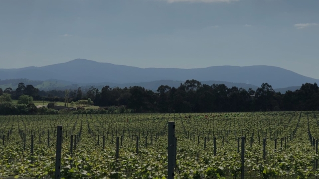 <p><strong>Introduction</strong></p><p>Welcome to Chandon Australia. Before starting work, please ensure you've completed a site induction and signed off the checklist. An attendance form also needs to be signed off daily.</p>