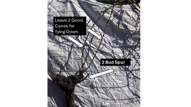 <p>Leaving 2 Good canes with a 2 Bud Spur on both sides of the vine.</p>