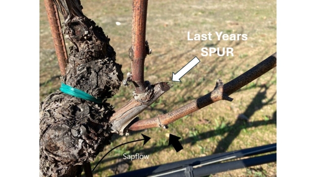 <p>Look for last year's Spur</p>