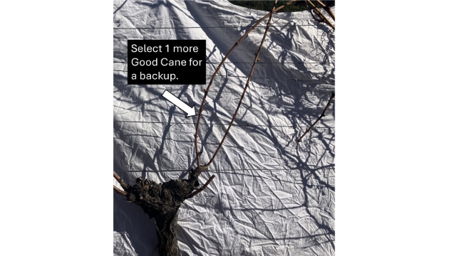 <p>Select another Good Cane for a backup.</p>