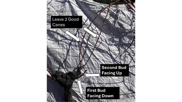 <p>If there was Not a 2 Bud spur left in a good position from last year. Leave a 2 Bud Spur with correct bud orientation and choose 2 good long canes for tying down.</p>
