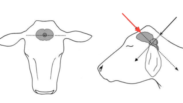 <p>Find this spot mid point between the bottom of the ears.</p>