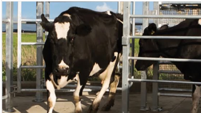 <p>This will draft healthy cows into the milkers, struggling cows into a OAD mob and leave the rest of the cows in the colostrum mob.</p>