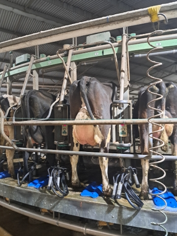 <p>All set for milking!&nbsp;</p>
