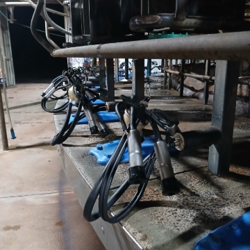 <p>Remove cups from jetties&nbsp;</p><p>Wet dairy down&nbsp;</p>