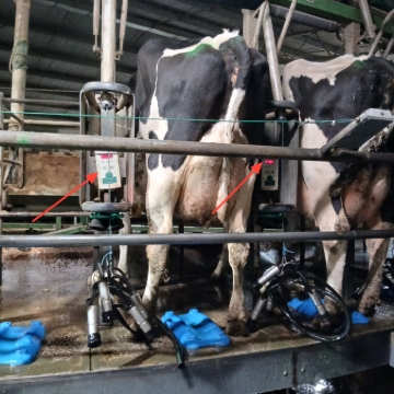 <p>Check cows ID in on screen&nbsp;</p><p>Cows are getting <strong>feed grain</strong>&nbsp;</p>