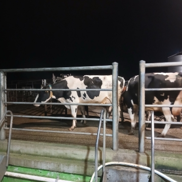 <p>Know we're the cows are going !</p>