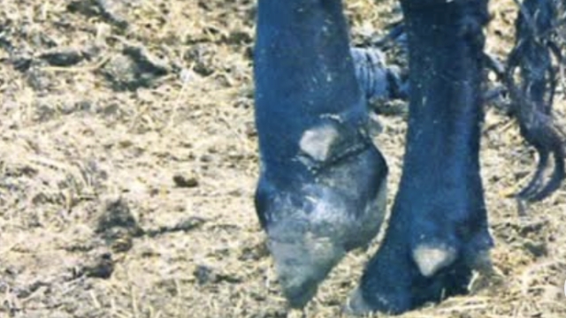 <p>Finally some cows will inventively end up going to slaughter so it's critical they are safe to transport from a welfare standard.</p><p></p><p><klink id="b4698376-38d9-48b9-91ba-59789f81a744" step-id="4794ecbe-f86c-4a94-bd5c-a24dd83d120b">Can They Be Trucked?</klink></p><p></p><p>If in doubt consult me!</p>
