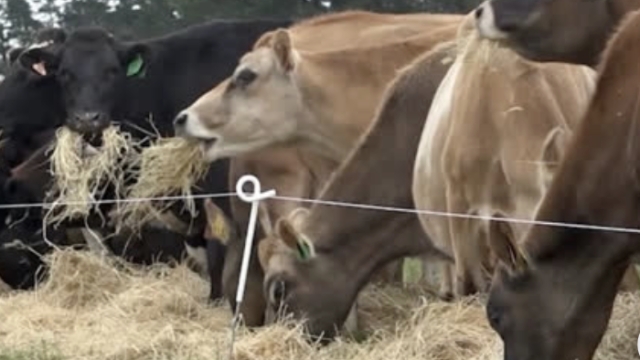<p>Overarching everything we do on farm sits our national welfare standards.</p><p>It's important everyone on farm is aware of these.</p><p></p><p><klink id="de99370e-bd26-46d3-8d48-8b0627649d98" step-id="ad428bc8-3821-433d-a6cd-867925de6740">WELFARE STANDARDS</klink></p>