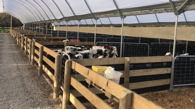<p>Calves have zero immune system when born so they are a massive risk.</p><p>The following is critical information regarding calves:</p><p></p><p><klink id="563ca443-7cd8-4645-8024-a18a65c58c6d" step-id="b3822fa8-8b79-4b68-a5d7-15aa0635aa62">Calf rearing basics</klink></p><p></p><p><klink id="b98adfe0-b941-4085-a89e-ee35acdf438b" step-id="8c06570b-abd2-4a1e-803c-979e43154c0a">Euthanasia of calves</klink></p><p></p><p><klink id="15e7d17a-96c5-4f2c-a5ad-2d2d78deb3da" step-id="4c118513-b46d-45d7-8b70-66b904eddc10">Calves OK For Sale Yards</klink></p>