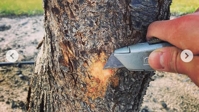 <p>Using a knife parallel to the trunk, carefully scrape away the dry bark layers until you see the last thin layer. Do NOT cut into the wood or the bark cambium.</p>