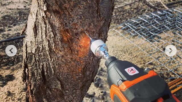 <p>Drill horizontally to just the depth of the wide thread on the screw. Hole should be measured such that when dendrometer is hung on screw, the piston sits on the cleared wood.</p>