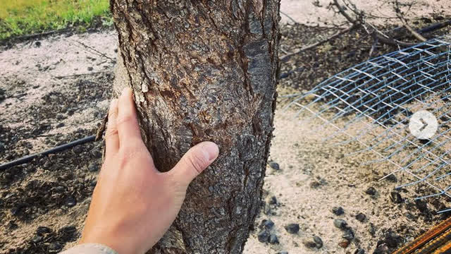 <p>Choose a section of fresh growing wood; at least 30cm from ground with no disease above or below.</p>