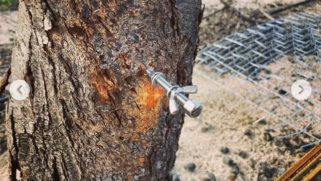 <p>Spin nut towards trunk until it is firm against bark. Unscrew wing nut to mount dendrometer.</p>