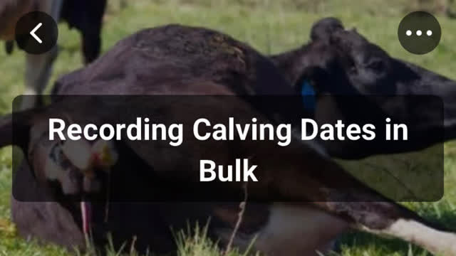 <p>Now follow the Knowby on entering calving date.</p>
