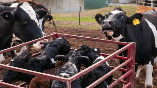 <p>Pick up calves and drive to gate and let them follow.</p>
