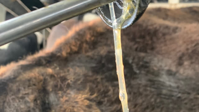 <p>Some cows will be completely clean with clear mucus.
Don’t treat.</p>