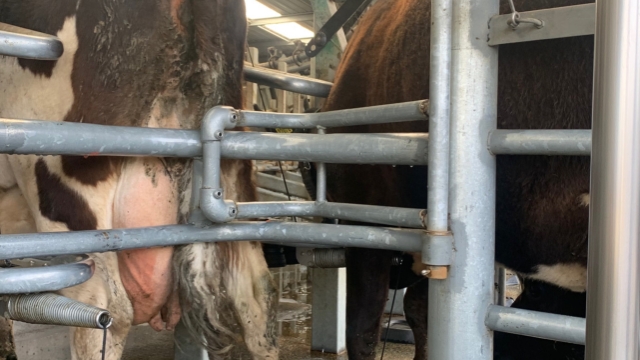 <p>If the cows bump this bar the platform will stop.
To restart the platform you have to double pull th e start cord.</p>