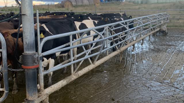 <p>The backing gate is behind the cows on the yard. It is controlled from within the shed.</p>
