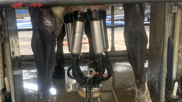 <p><strong>Cups</strong> are what’s put onto the cows teats to get the milk out of the udder.</p>
